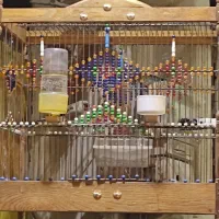 سهره کرمونی|پرنده|مشهد, جاهد شهر|دیوار