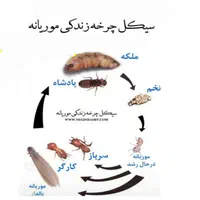 (شرکت سمپاشی تضمینی با32سال سابقه سم پاشی)|خدمات نظافت|زاهدان, |دیوار