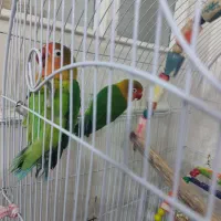 یک جفت کوتوله نر ماده سالم بازیگوش خوش رنگ۱۳۰۰