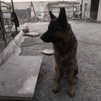 سگ ژرمن شپرد نر|سگ|آفتاب, |دیوار