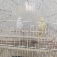 پپرنده