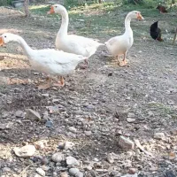 قوغاز چینی|پرنده|قزوین, |دیوار