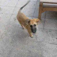 توله سگ ژرمن شپرد نر|سگ|مشهد, خلق آباد سفلی|دیوار