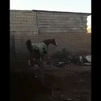 اندیمشک|اسب و تجهیزات اسب‌سواری|شوش, |دیوار