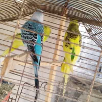 4عددمرغ عشق|پرنده|نقده, |دیوار