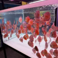 تهران دیسکس فروش دیسکس و تجهیزات اکواریوم پلنت