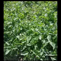 شتیل گوجه