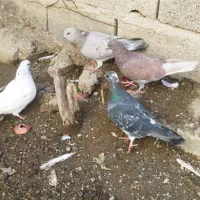 تعدادی کبوتر پرشی ودکر برای فروش