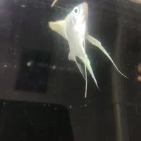 لابستر و آنجل|ماهی|تهران, پردیسان|دیوار