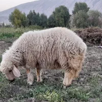 فروش یک رآس بره نر شیری پروار.. بازدید دره شهر