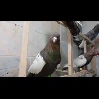 کبوتر دورنگ و هفرنگ دم سفید اصیل