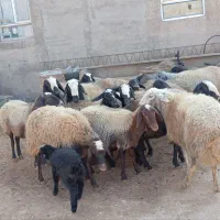 فروش 13رس میش