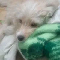 یک سگ شیتزو مالتیز حدودا 7 ماهه مفقود شده