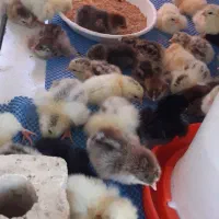 انواع جوجه گلپایگان درجه یک