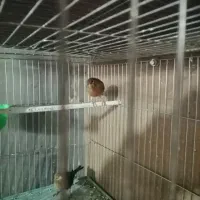 قناری شلاقی درجه 1|پرنده|ابریشم, |دیوار