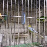 فروش کوتوله برزیلی وجوجه ومرغ عشق|پرنده|خمینی‌شهر, |دیوار