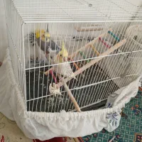 یه جفت عروس  هلندی سخنگو