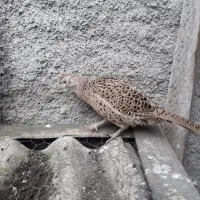 مرغ|حیوانات مزرعه|رشت, جماران|دیوار