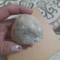 فسیل خارپشت|کلکسیون اشیاء عتیقه|مشهد, فریزی|دیوار