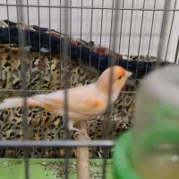 قناری رد فاکتور