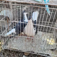 کبوتر ساده|پرنده|گنبد کاووس, |دیوار