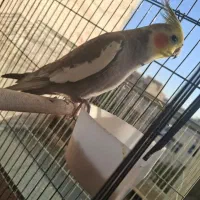 عروس هلندی نر