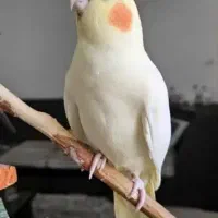 عروس هلندی