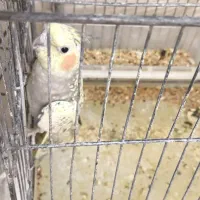 عروس هلندی|پرنده|مشکیندشت, |دیوار