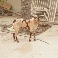 نری خطی اصل جنس|حیوانات مزرعه|بندرعباس, |دیوار