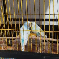 یه جفت مرغ عشق خوش رنگ