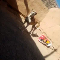 واگذاری حیون نر وماده|سگ|تربت جام, جلگه موسی آباد|دیوار