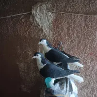 کفتر صید قلدر|پرنده|مشهد, شهرک شیرین|دیوار