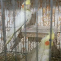 فروش جفت عروس لوتینو چشم شرابی|پرنده|اهواز, کوی رمضان|دیوار