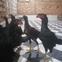 جوجه خروس لاری