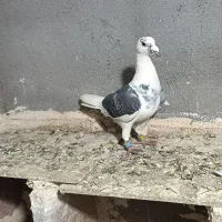 دوعددگراف قلدر سرخ و پولک