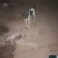 توله سگ نرو ماد