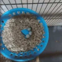 جفت قناری نر ماده|پرنده|هشتگرد, قاسم آباد بزرگ|دیوار