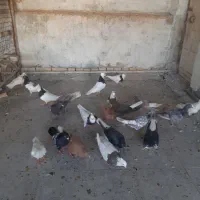 دسته رنگی|پرنده|اهواز, شهرک حفاری|دیوار