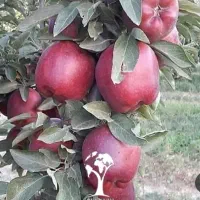 اجاره سیب در شاهیندژ