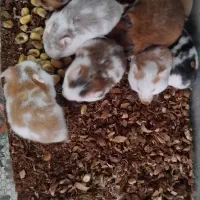 همستر|موش و خرگوش|سمنان, |دیوار
