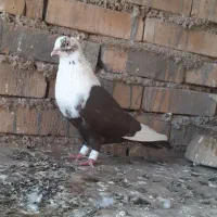 کله سفید ماده عطیقه