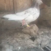 کله نر مست
