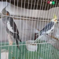 دوجفت عروس مولد به شرط یه مرغ عشق ویه فنج