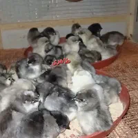 جوجه مرغ و خروس گلین طوسی|حیوانات مزرعه|اصفهان, شهید رجایی|دیوار