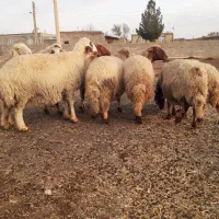 گوسفند سنجابی آبستن مایه کرده