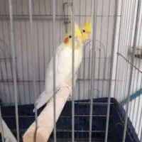 عروس هلندی یک جفت لوتینو