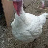 بوقلمون ماده نژاد دار|حیوانات مزرعه|تهران, شادآباد|دیوار