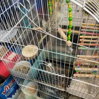 پرنده عروس هلندی