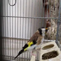 سهره|پرنده|ملارد, |دیوار