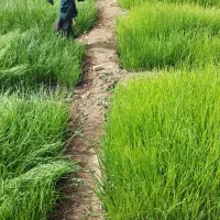 تیم پیاز محلی چاروسا